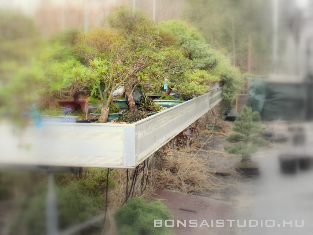 bonsai fak bonsai atultetesre varva a marczika bonsai kerteszetben